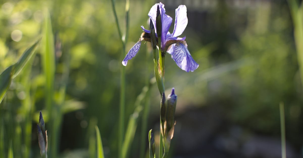 Goldener Herbst für Schwertlilien: So düngst du Iris natürlich und stärkst sie für den Frühling