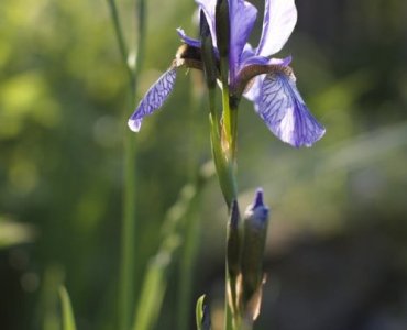 Goldener Herbst für Schwertlilien: So düngst du Iris natürlich und stärkst sie für den Frühling