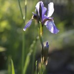 Goldener Herbst für Schwertlilien: So düngst du Iris natürlich und stärkst sie für den Frühling