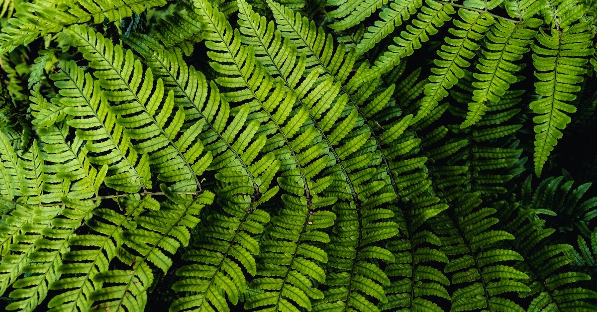 Schattenoase leicht gemacht: Die richtigen Farne für jeden schattigen Garten