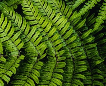 Schattenoase leicht gemacht: Die richtigen Farne für jeden schattigen Garten