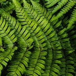 Schattenoase leicht gemacht: Die richtigen Farne für jeden schattigen Garten