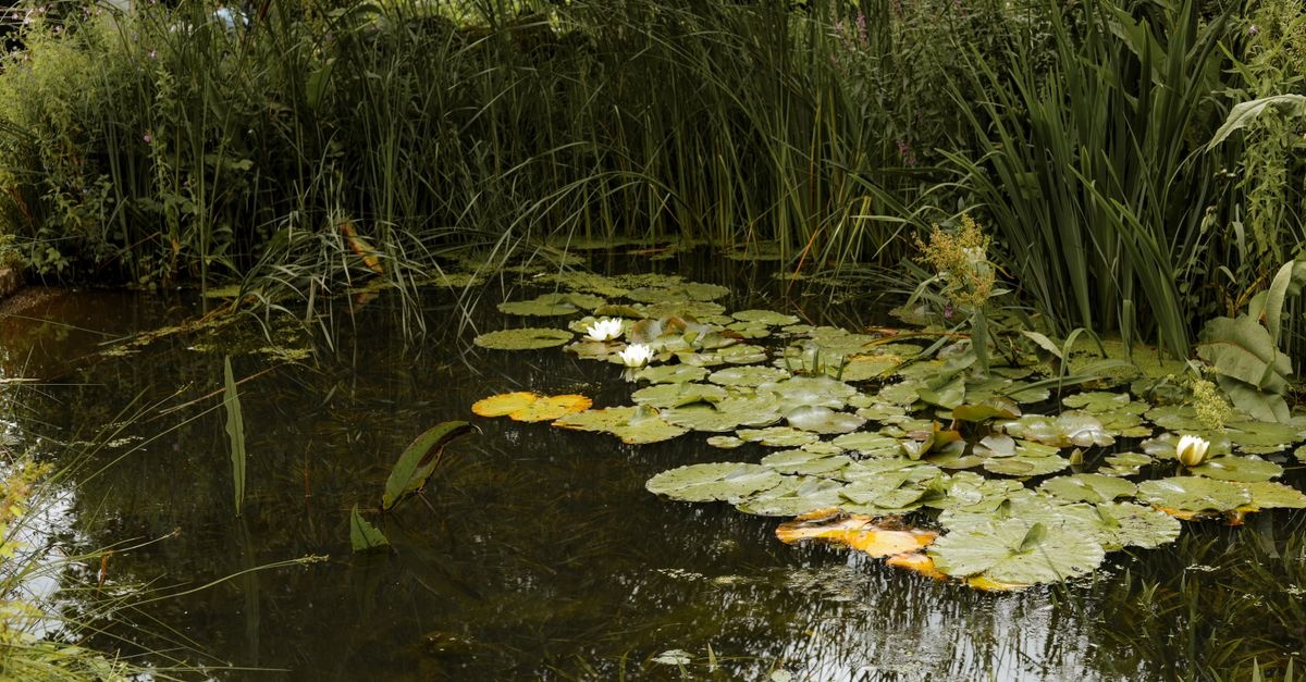 Vom Plan zum Plätschern: So gelingt dein Gartenteich mit PVC‑Folie Schritt für Schritt