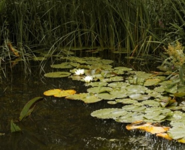 Vom Plan zum Plätschern: So gelingt dein Gartenteich mit PVC‑Folie Schritt für Schritt