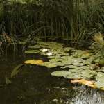 Vom Plan zum Plätschern: So gelingt dein Gartenteich mit PVC‑Folie Schritt für Schritt