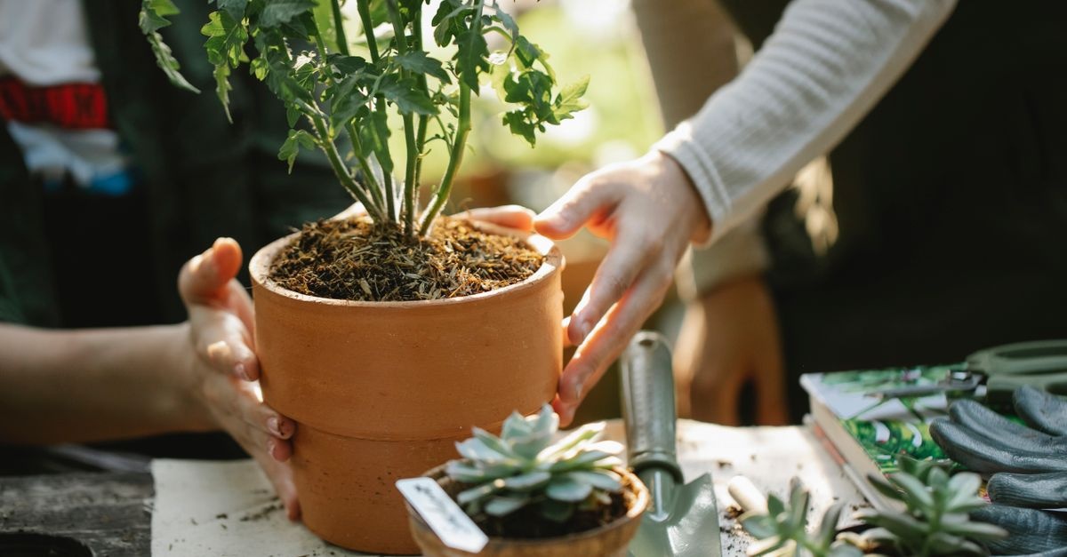 Oase für alle Sinne: Schritt für Schritt zu deinem entspannenden Sinnesgarten