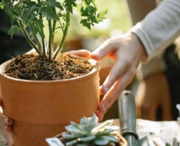 Oase für alle Sinne: Schritt für Schritt zu deinem entspannenden Sinnesgarten