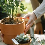 Oase für alle Sinne: Schritt für Schritt zu deinem entspannenden Sinnesgarten