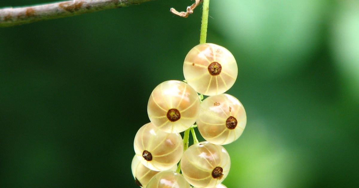 Süße Ernte am Drahtspalier: Stachelbeeren formschön ziehen – von der Pflanzung bis zum perfekten Schnitt