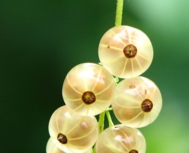 Süße Ernte am Drahtspalier: Stachelbeeren formschön ziehen – von der Pflanzung bis zum perfekten Schnitt