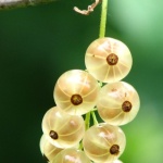 Süße Ernte am Drahtspalier: Stachelbeeren formschön ziehen – von der Pflanzung bis zum perfekten Schnitt